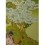  Tilopa - Master of Mahamudra 32.75" x 22.75"Thangka Painting