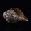 Beautiful Hand Carved Ganesha Carved Conch Shell Horn