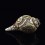 Tibetan Conch Shell with Shakyamuni Buddha Hand Carved