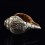 Tibetan Conch Shell with Shakyamuni Buddha Hand Carved